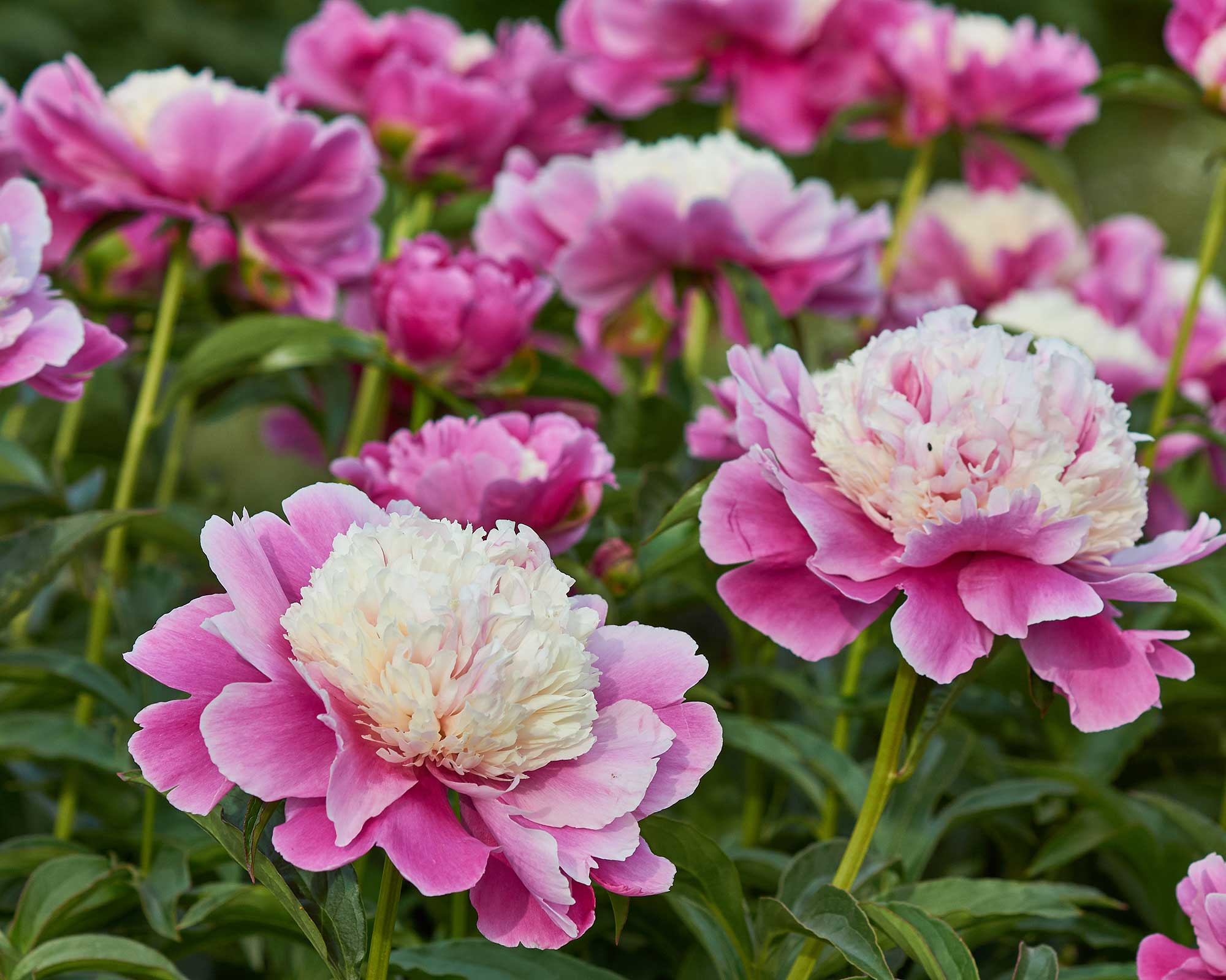 Why are my peonies not blooming? 5 problems and solutions | Gardeningetc