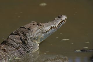 Adult American crocodile (Crocodylus acutus) in the waters of the Wildlife Refuge Monte Cabaniguan in Southeastern Cuba, before being captured by WCS research team.