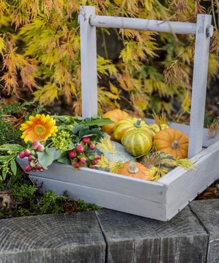 Easy no-carve pumpkin ideas with miniature pumkins and gourds in a basket display with seasonal flowers