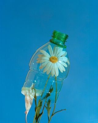Image of Daisy in Bottle