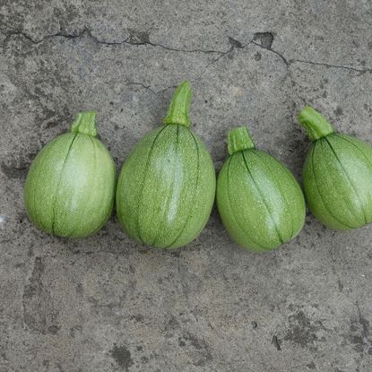 four green tatume squashes 