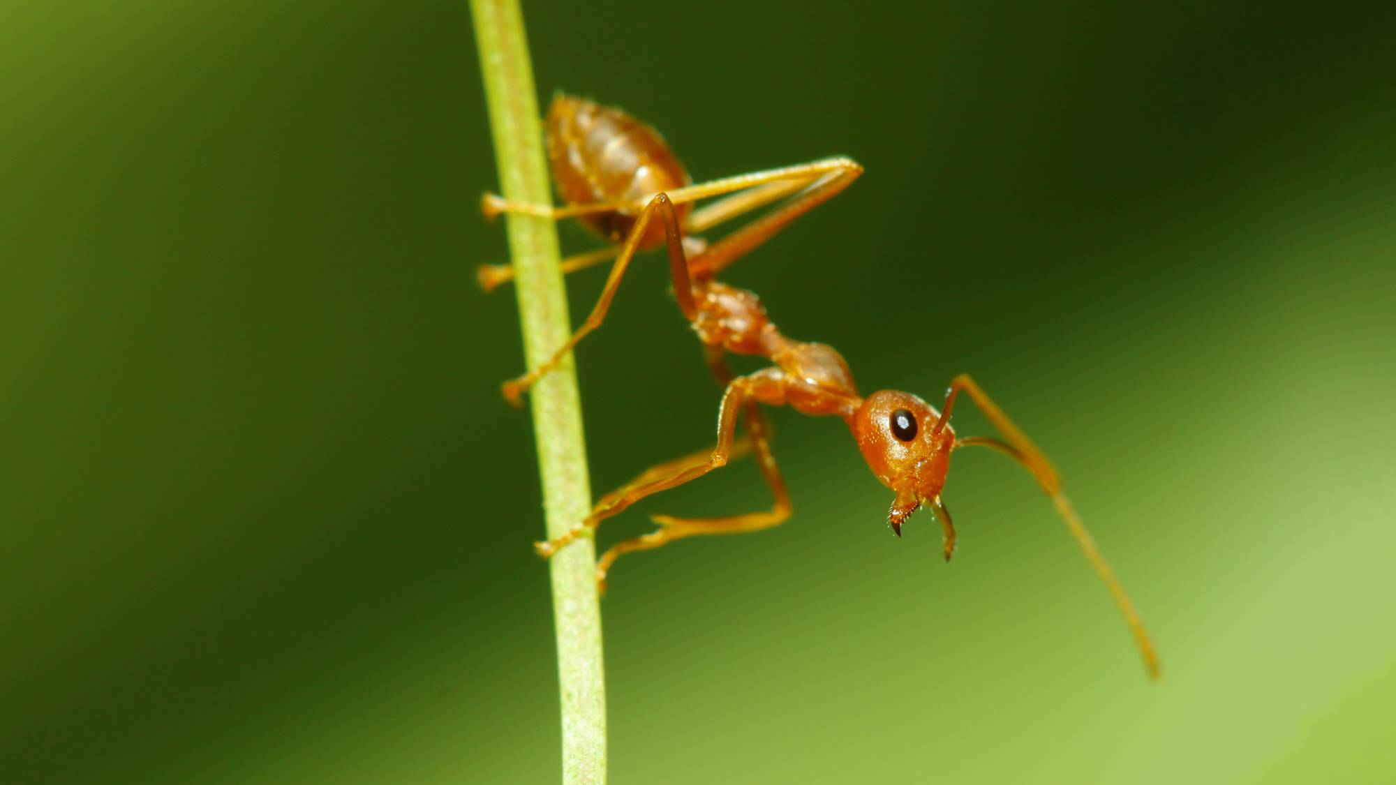 Extreme close up of a red ant on a blade of grass