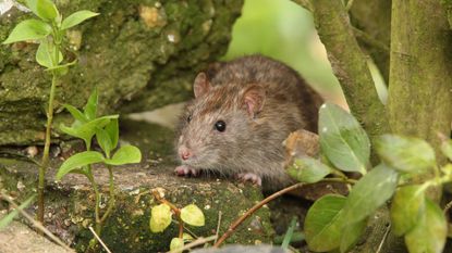 rat in garden