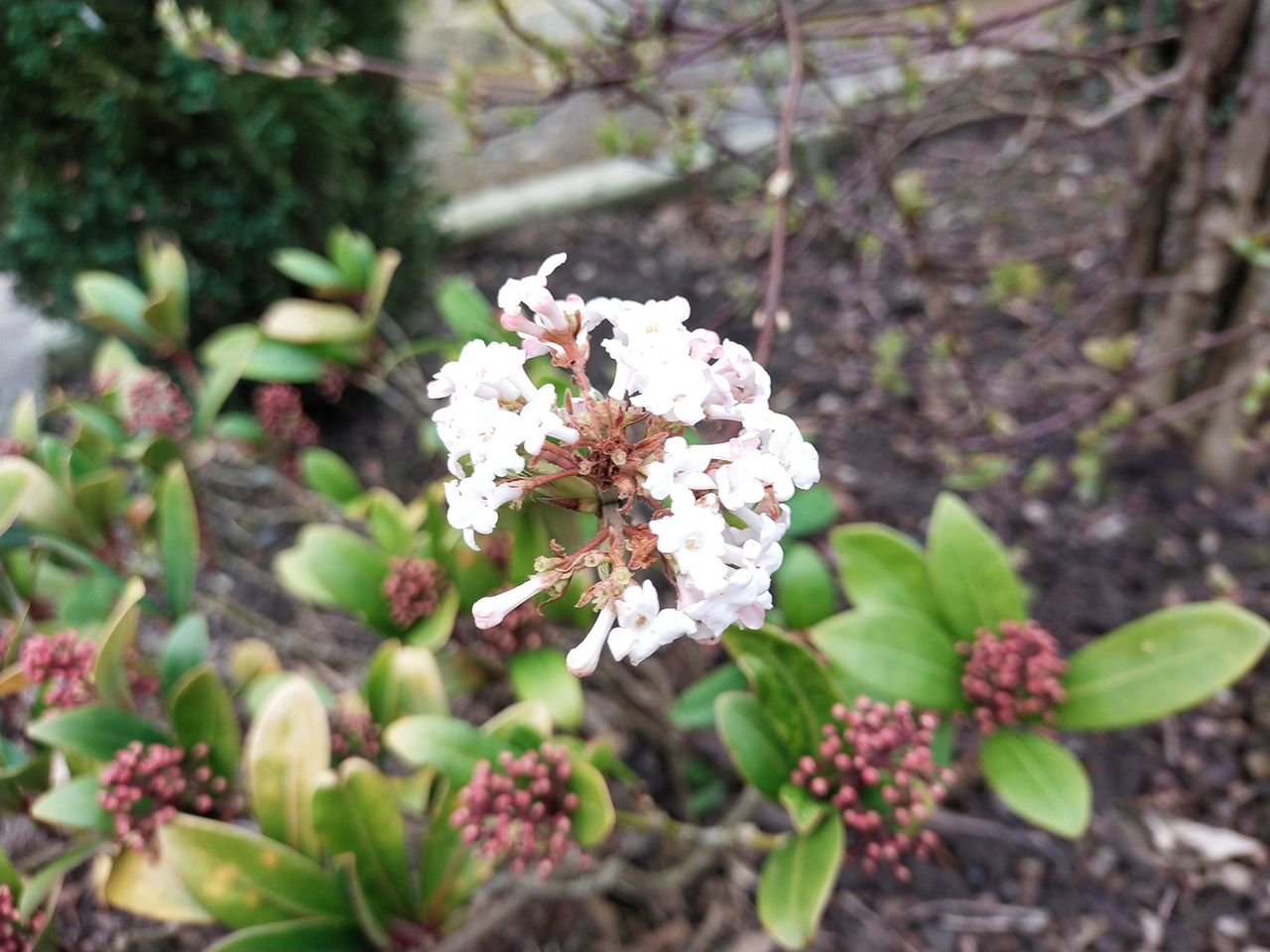 Vivo Y70 camera sample