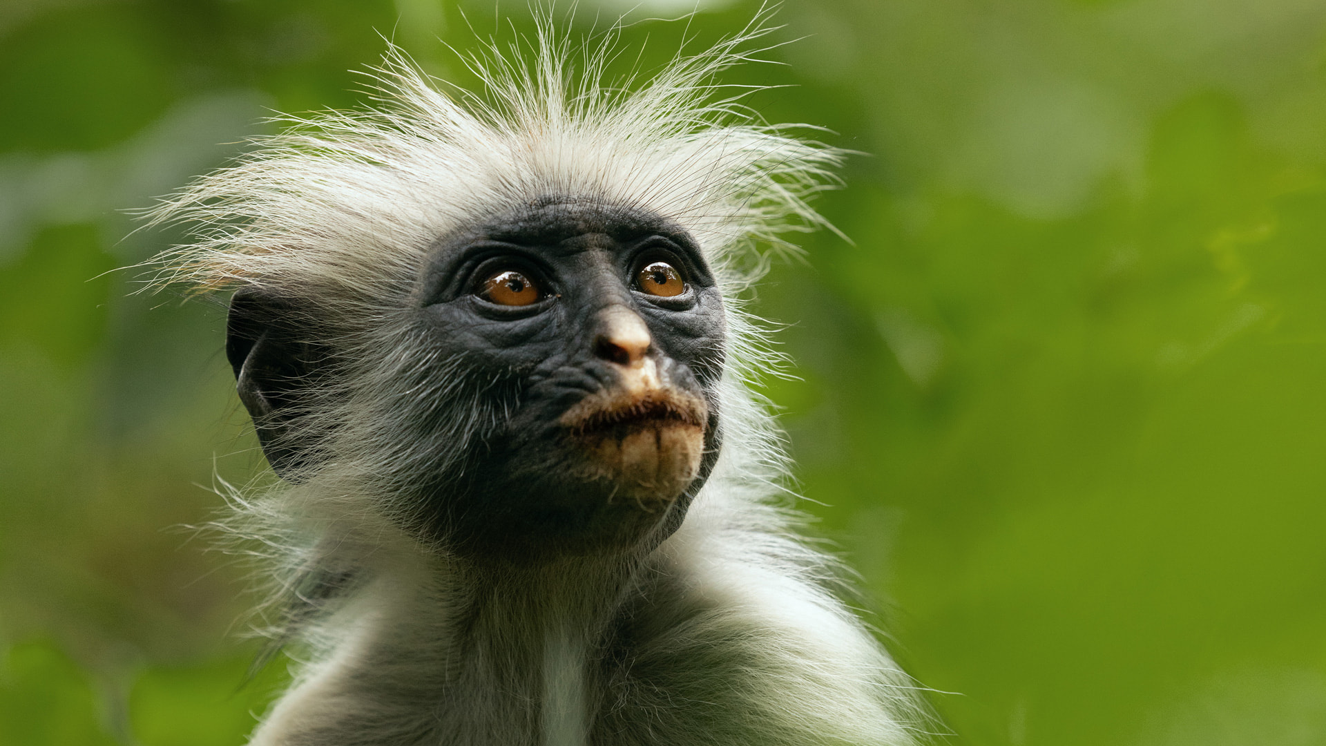 Das geheime Leben der Tiere