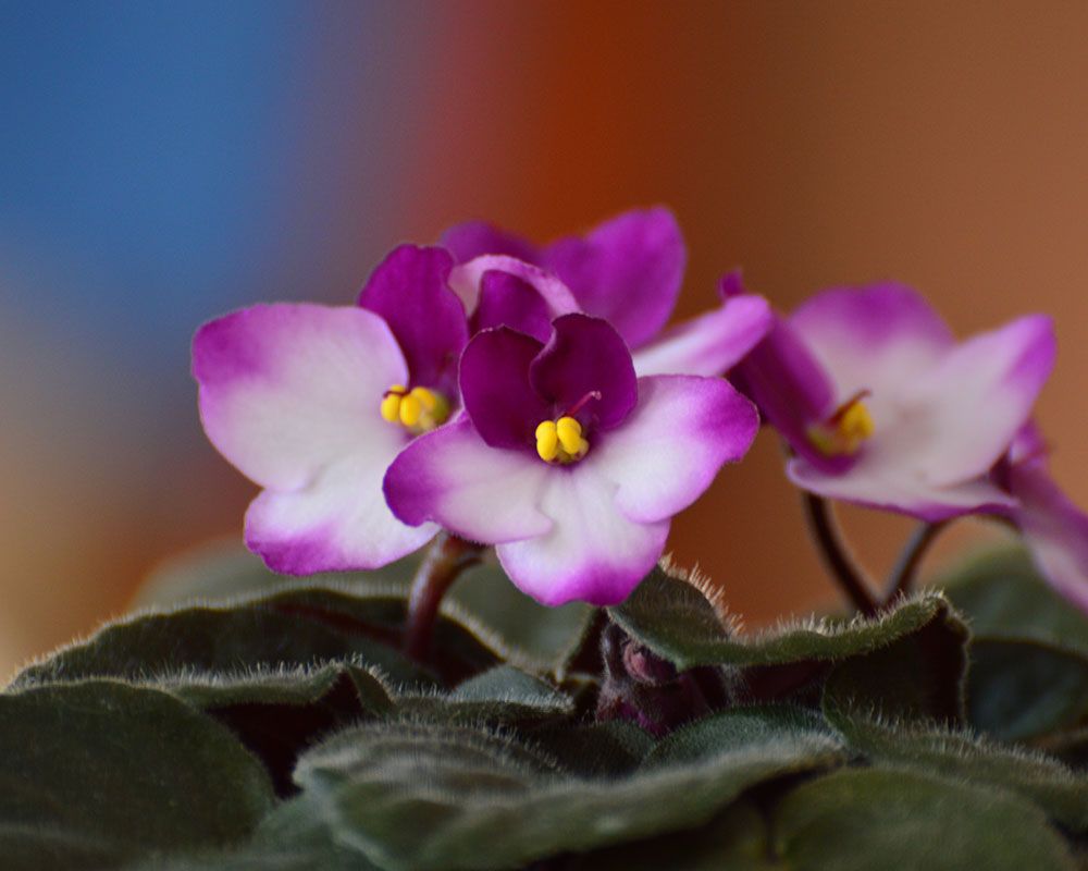 pet-friendly houseplants