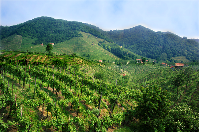 Sparkling wine regions, Prosecco