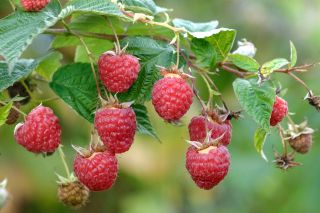 FJ6B0K European red raspberry (Rubus idaeus 'Annamaria', Rubus idaeus Annamaria), raspberries of cultivar Annamaria on a bush , Germany