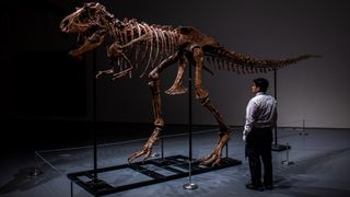 A man looks at the mounted Gorgosaurus specimen.