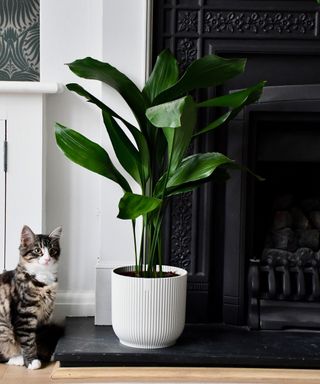 aspidistra plant next to a fireplace with a cat