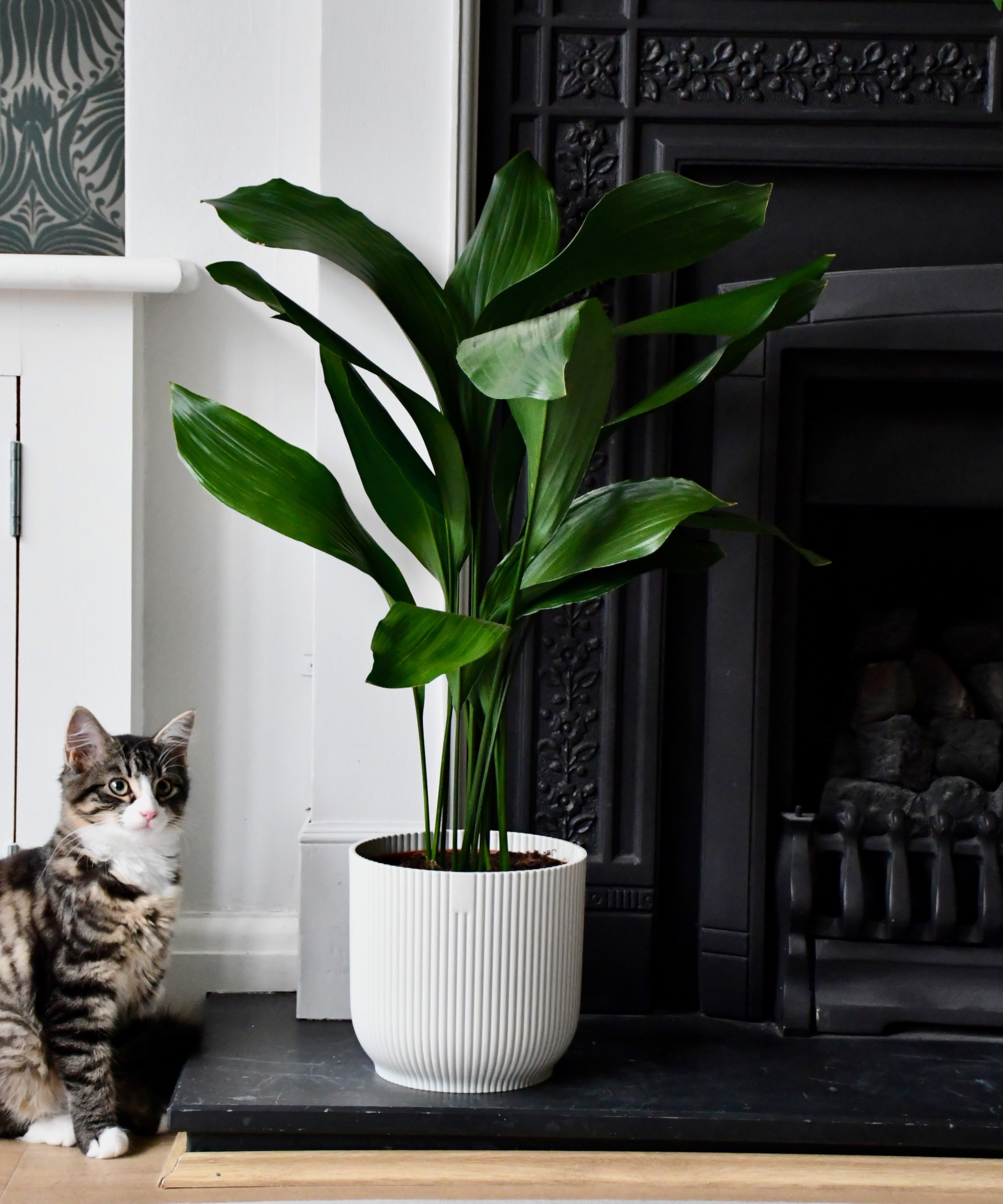 Aspidistra Care And Growing Guide Our Top Expert Tips Gardeningetc   UJFx3sgLdroboJd3aCdQDS 