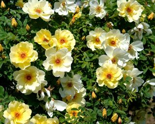 yellow climbing rose 'Fruehlingsgold'