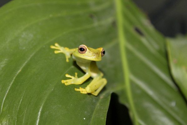 White's tree frog  Smithsonian's National Zoo and Conservation