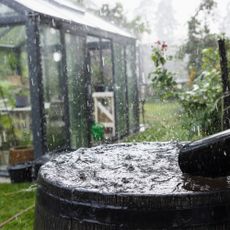 A waterbutt collecting rain in a garden