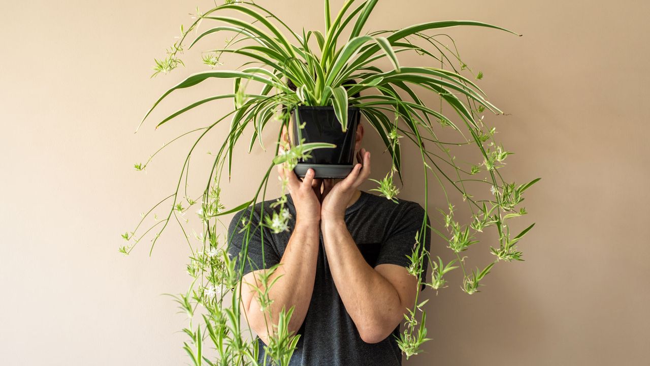 spider plant with spider babies being held by man