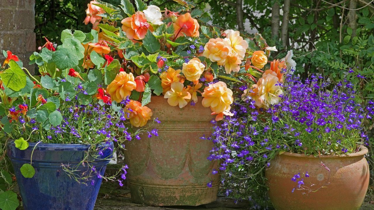 An informal arrangement of trailing begonias, lobelias and nasturtiums in weathered pots, in the corner of an English garden