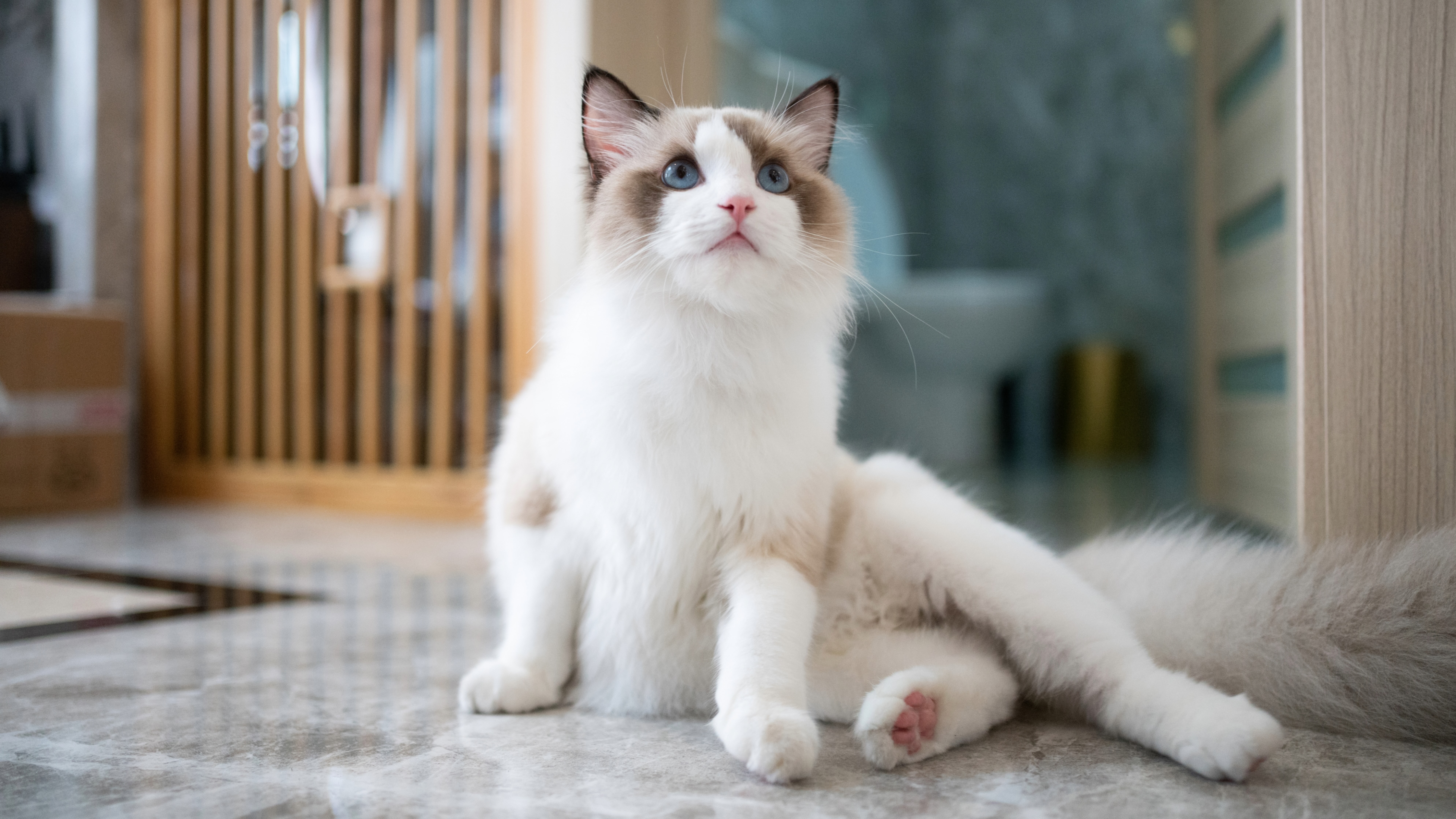 Ragdoll