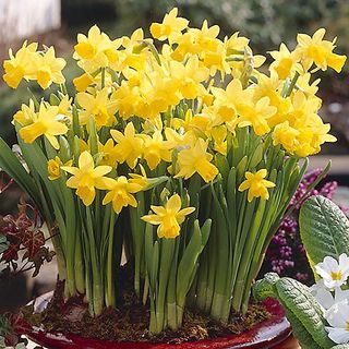 Narcissus Tete a Tete Bulbs, Pack of 100 Bulbs, Early Spring Flowering Bulbs