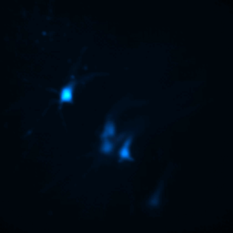 A series of blue neurons light up across a dark surface.