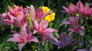 Pink and white lilies