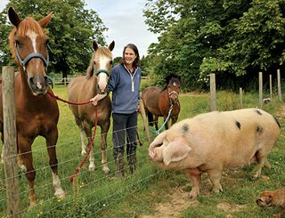 Pig and family