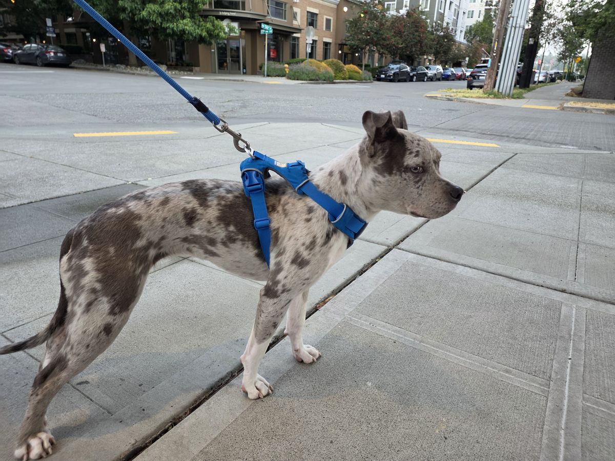 Galaxy Z Fold 8 Ultra camera samples