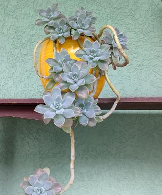 Ghost plant succulent in a backyard
