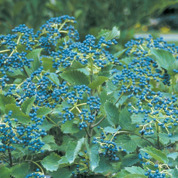 Blue Muffin&amp;reg; Arrowwood Viburnum