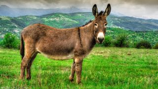 Donkey stood in a field