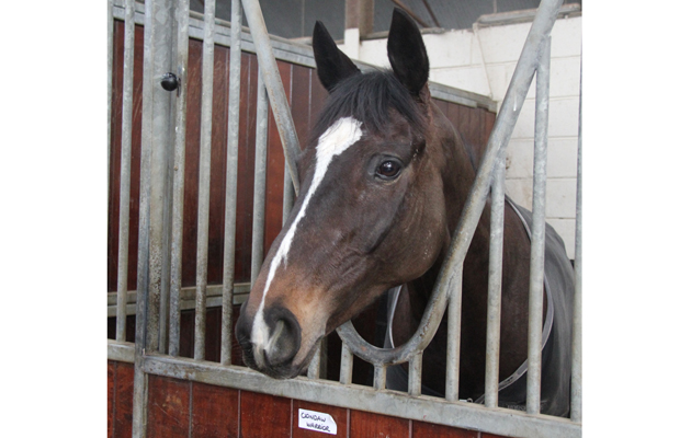 13 Clondaw Warrior