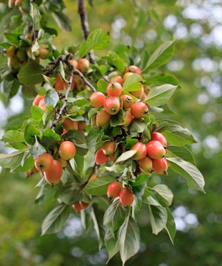 Malus 'John Downie'