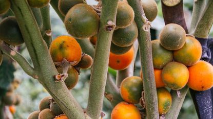 different stages of ripening naranjilla fruits 