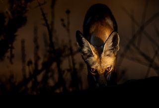 fox, Sony World Photography Awards