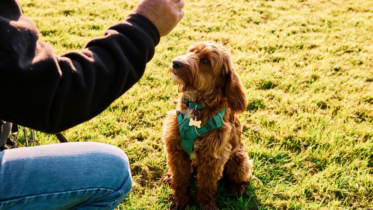 32 Easy Ways To Teach Your Dog New Tricks | PetsRadar