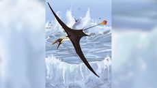 Illustration of an early pterosaur flying with its tail vane.