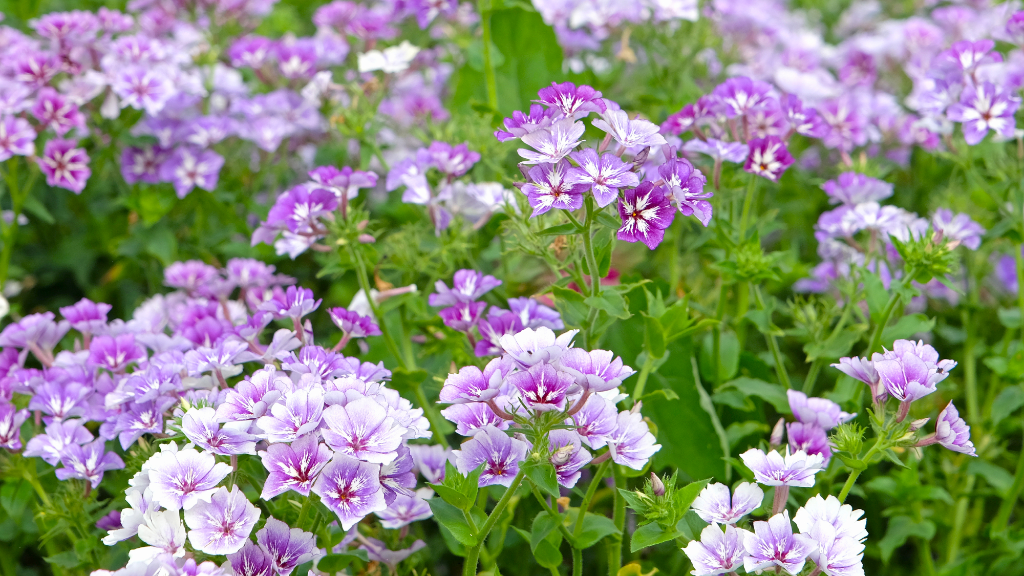 annual phlox 'Sugar Stars' in garden