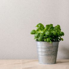 Basil growing in a silver pot