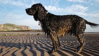 Hypoallergenic dog breeds - Irish Water Spaniel on the beach