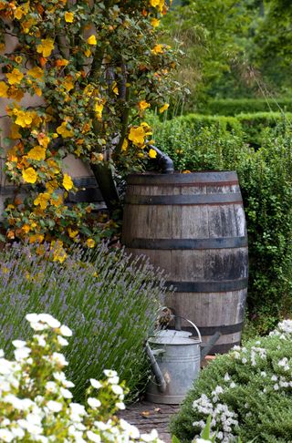 wooden barrel water but in cottage garden