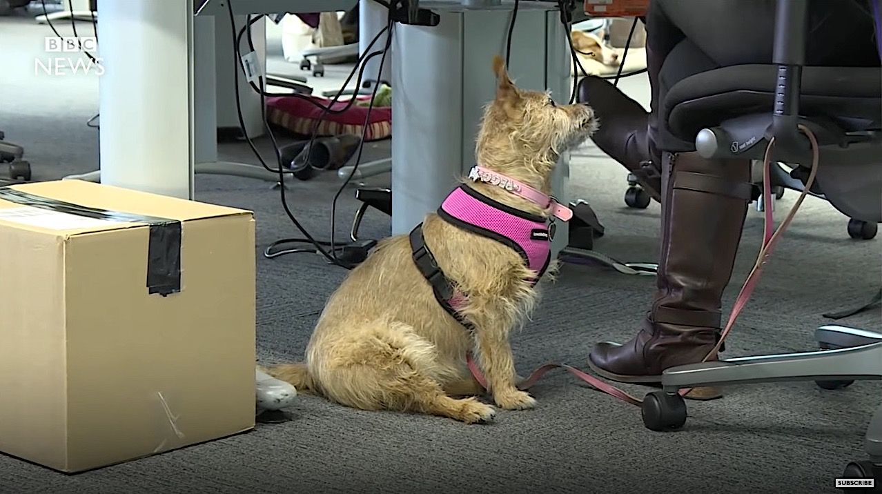 Nestlé lets employees bring their dogs to work