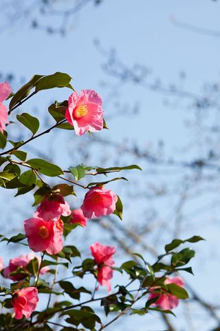 Camellia 'Muskoka' at Caerhays