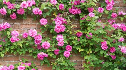 best climbing roses Zephirine Drouhin flowering against a wall