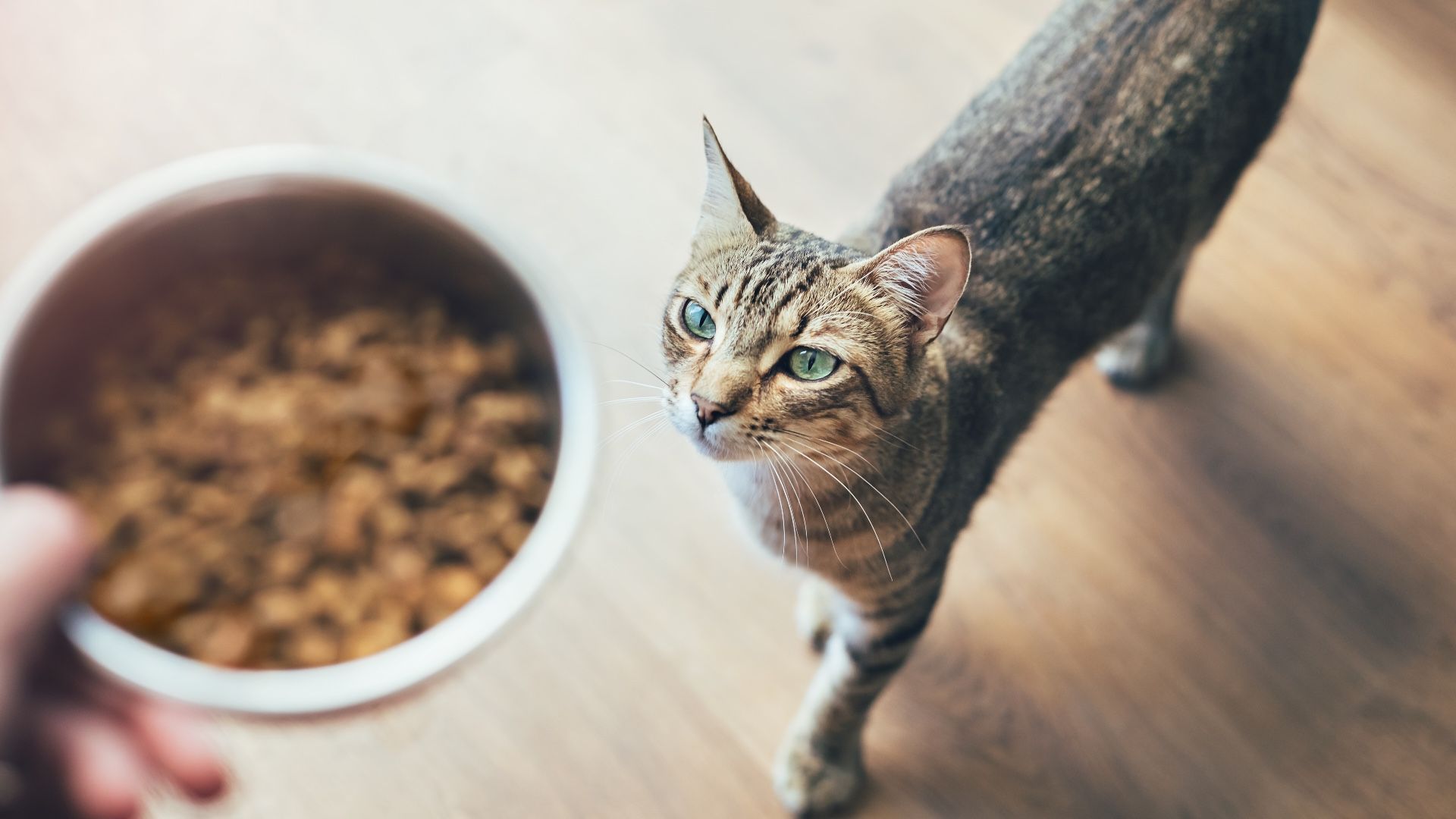 Purina Vs Royal Canin Cat Food: Which One Should You Pick? 