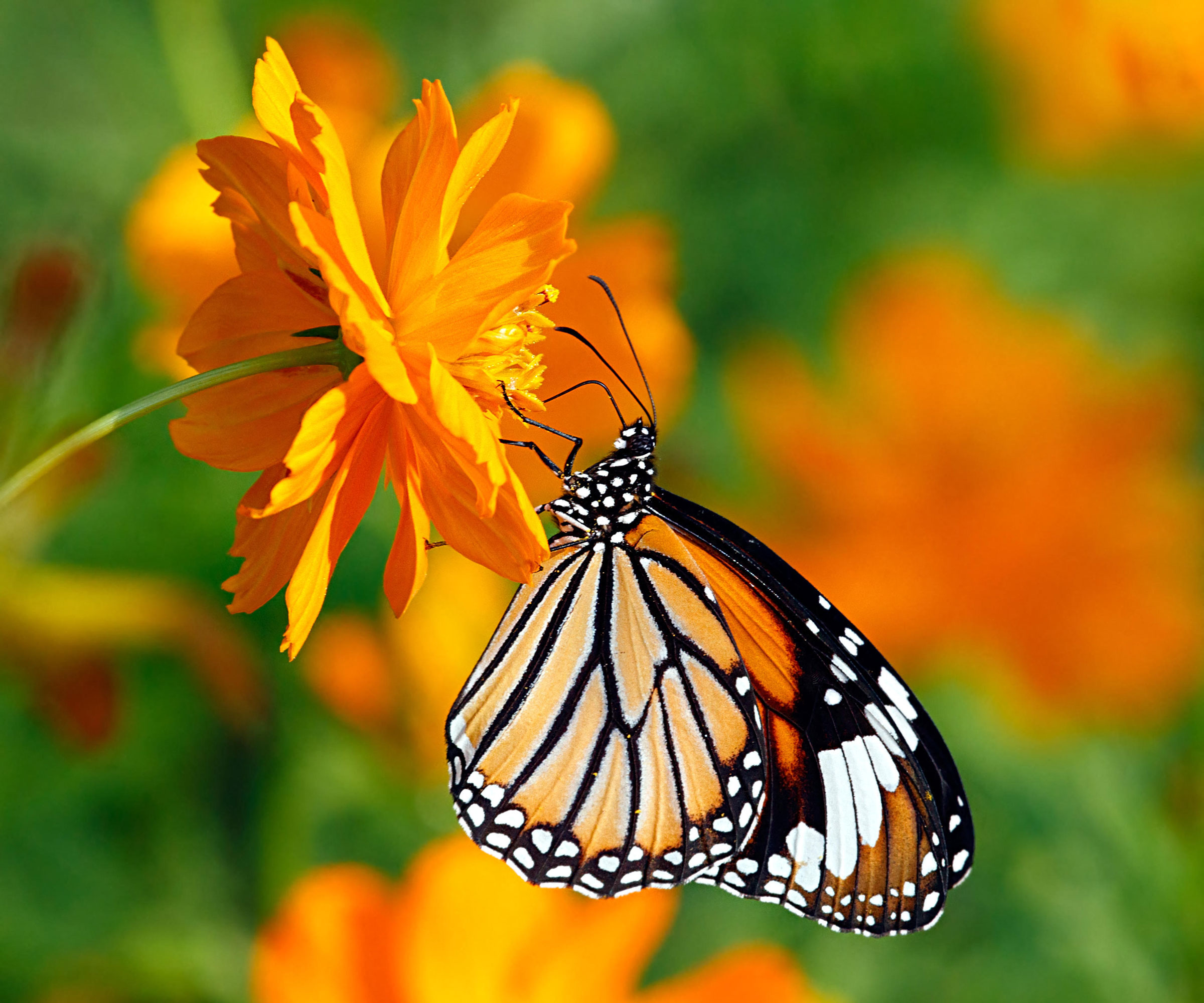 butterfly sitting on orange cosmos flower