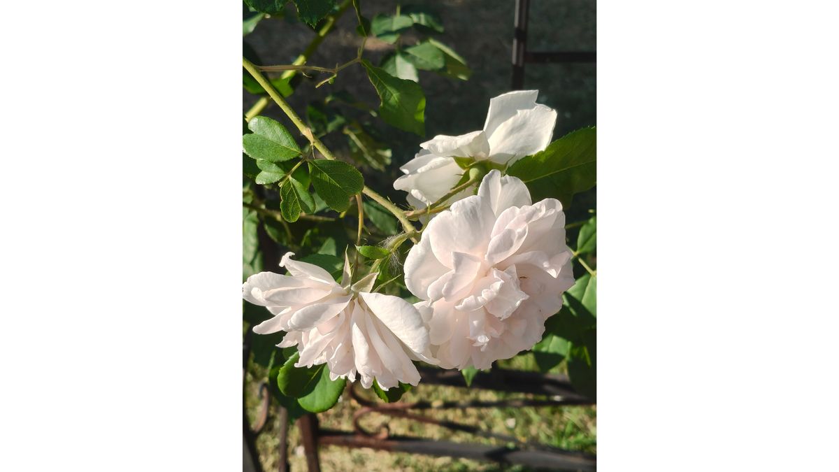 A bunch of white roses growing off a bush.