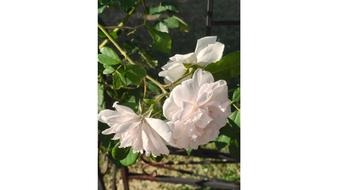 A bunch of white roses growing off a bush.