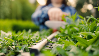 Hedge being trimmed