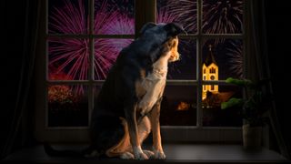 How to calm your dog during fireworks