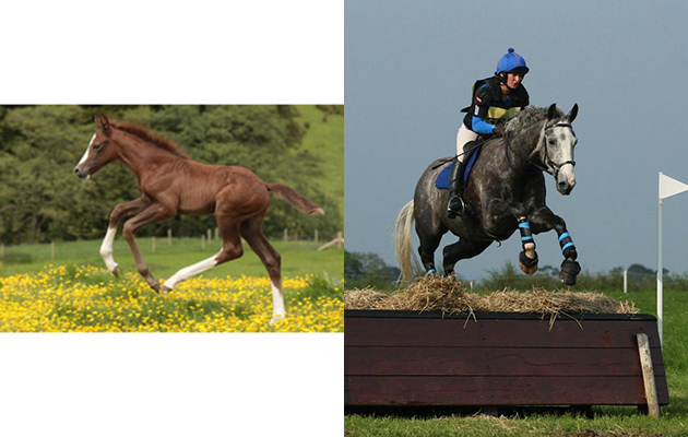 &ldquo;This is Jackson (Chamfron Kukri). He was born chestnut but has now greyed out as a seven-year-old. I promise this is the same horse!&rdquo; &mdash; Gemma Hope