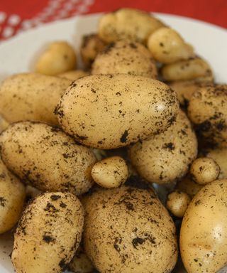 A harvest of Arran Pilot potatoes